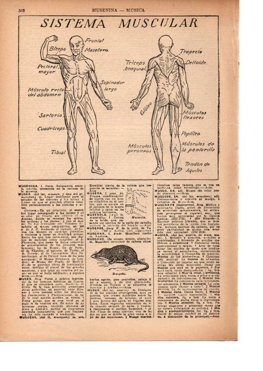 LAMINA 39146: Sistema muscular humano