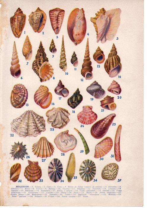 LAMINA 39133: Moluscos