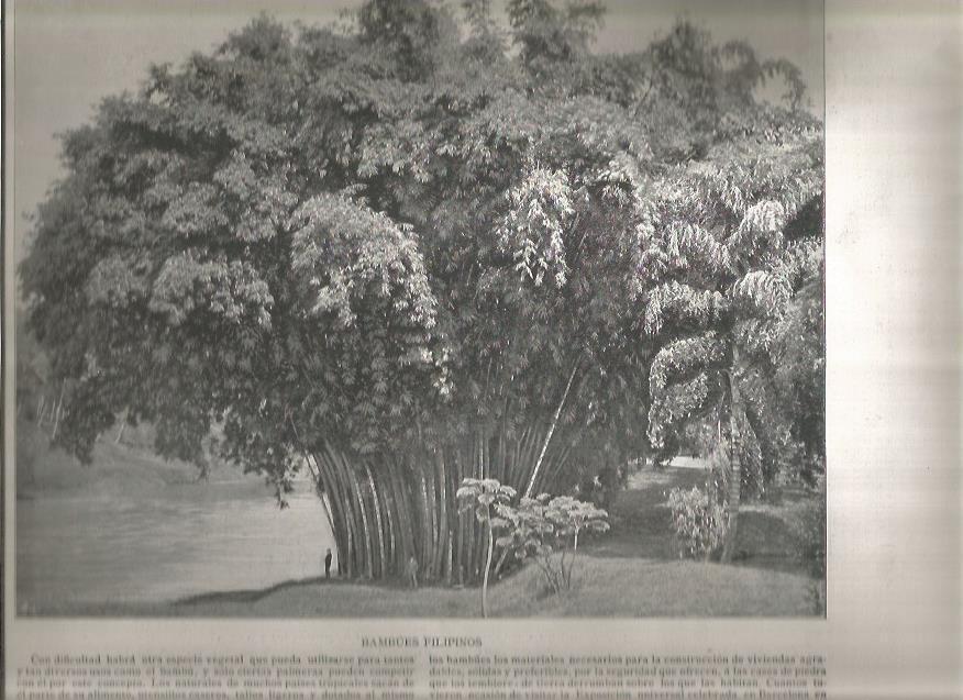 LAMINA V02842: Bambues filipinos