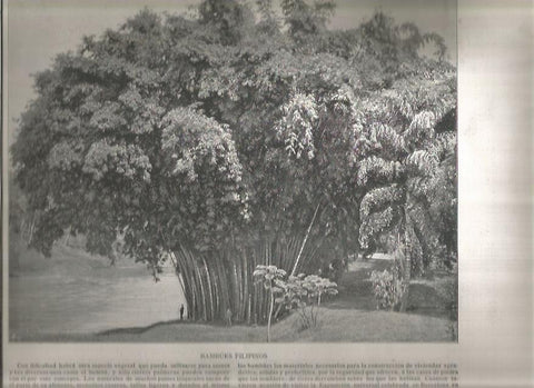 LAMINA V02842: Bambues filipinos