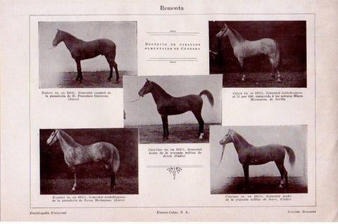 LAMINA V07900: Caballos sementales de Cordoba