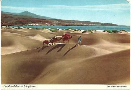 POSTAL L02580: Camellos en Maspalomas
