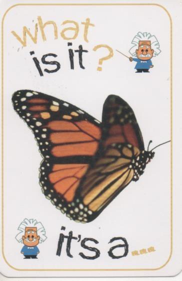 Cromo E001687: Cards. What is it?. Butterfly