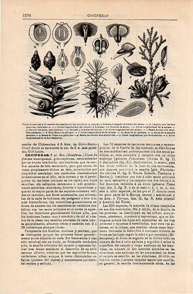 LAMINA V10749: Flores y semillas de coniferas