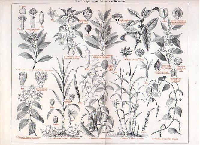 LAMINA V11322: Plantas que suministran condimentos