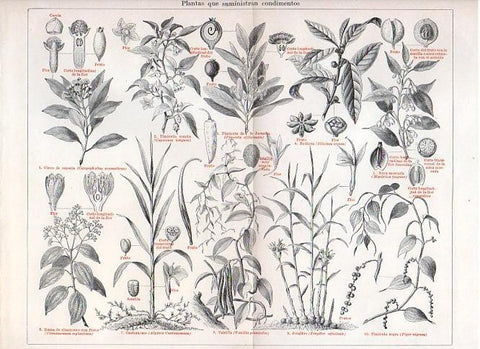 LAMINA V11322: Plantas que suministran condimentos