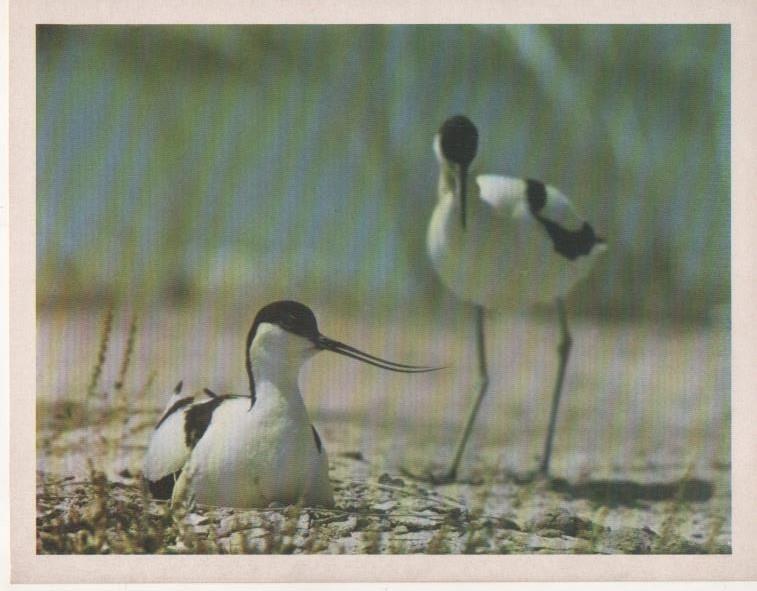 Varios E00245: Avoceta Común