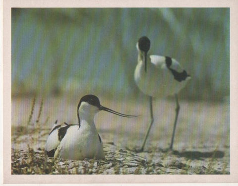 Varios E00245: Avoceta Común