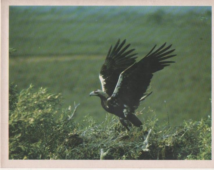 Varios E00243: Águila