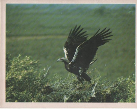 Varios E00243: Águila