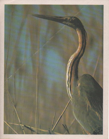 Varios E00237: Garza