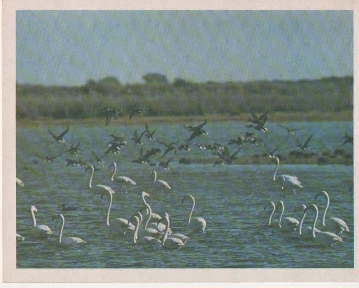 Varios E00231: Flamencos