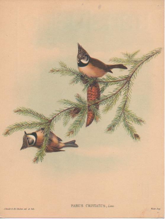 Varios E00218: Parus Cristatus, Linn- J.Gould & H. C. Richter
