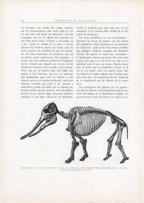 LAMINA V15089: Esquelet de mastodon angustidens Cuvier
