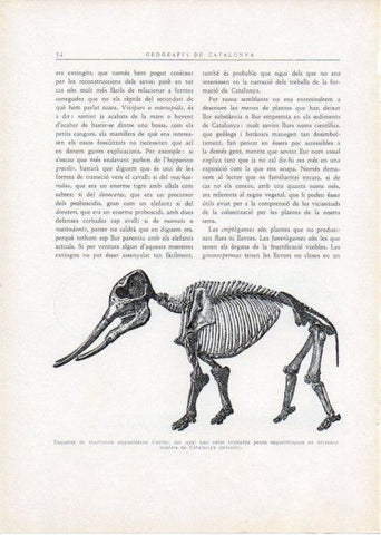 LAMINA V15089: Esquelet de mastodon angustidens Cuvier