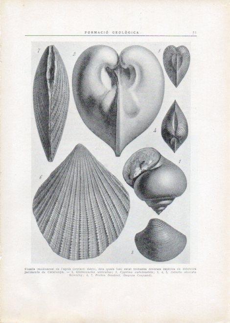 LAMINA V15088: Varis fossils de l'aptia iberic