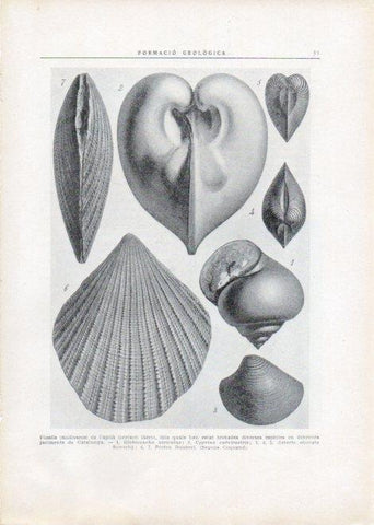 LAMINA V15088: Varis fossils de l'aptia iberic