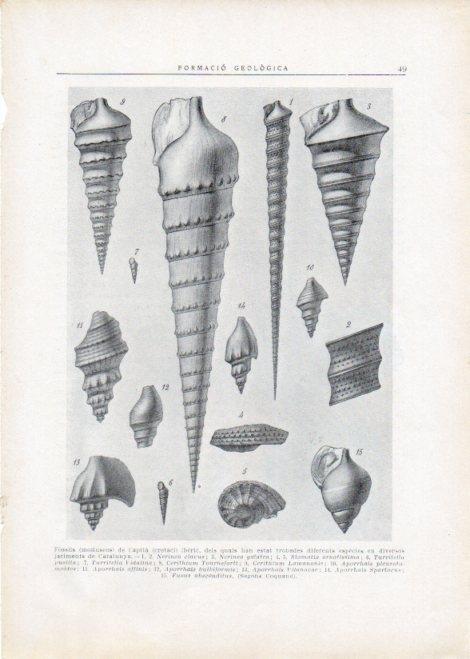LAMINA V15087: Fossils de l'aptia iberic