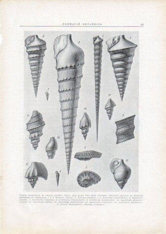 LAMINA V15087: Fossils de l'aptia iberic