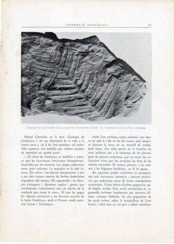 LAMINA V15095: Expansio de les frondes d'un pecopteris arborescens Schlot