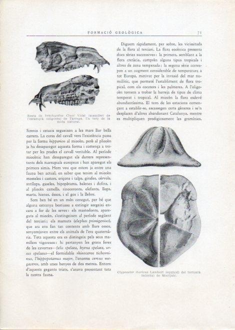 LAMINA V15096: Clypeaster ibericus Lambert del tortonia de Montjuic