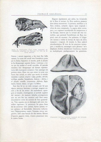 LAMINA V15096: Clypeaster ibericus Lambert del tortonia de Montjuic
