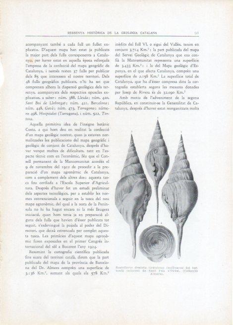 LAMINA V15106: Rostellaria dentata Grateloup del tortonia de Sant Pau d'Ordal