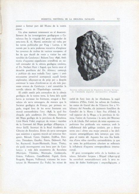 LAMINA V15104: Escorça de Stigmaria ficoides Brongn d'Ogassa