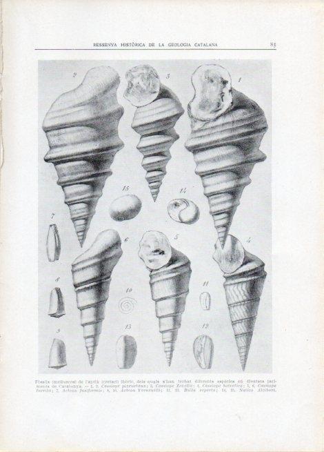 LAMINA V15103: Fossils de l'aptia iberic