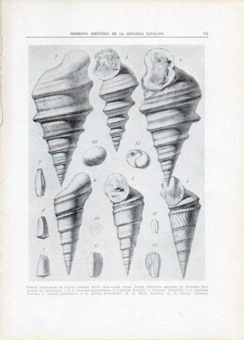 LAMINA V15103: Fossils de l'aptia iberic