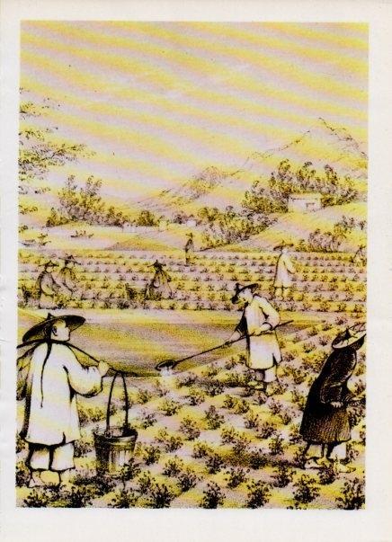 LAMINA V15016: Cultivo del te en China por J. Corner