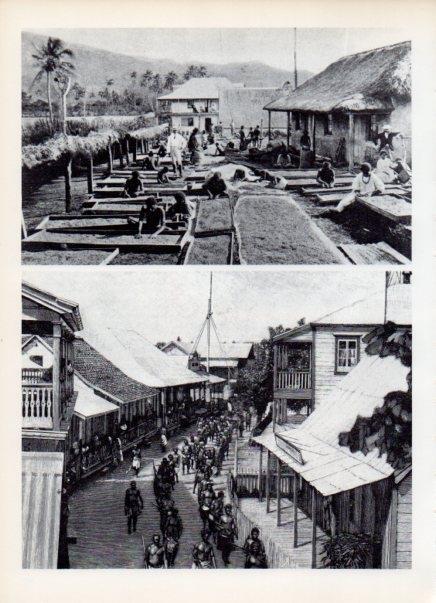 LAMINA V14997: Secadero de café en Canal, Nueva Caledonia