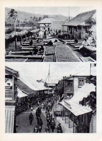 LAMINA V14997: Secadero de café en Canal, Nueva Caledonia