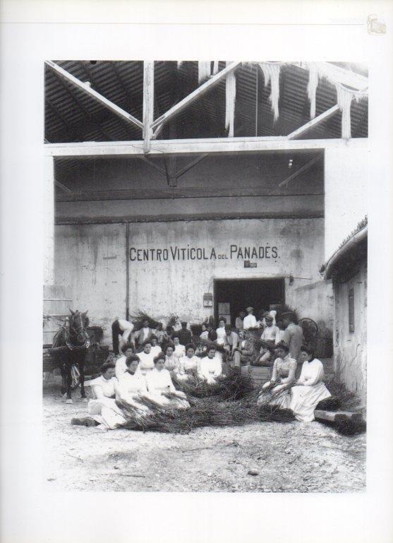 LAMINA V16287: Empleadas del Centre Viticola del Penedes principios de 1900