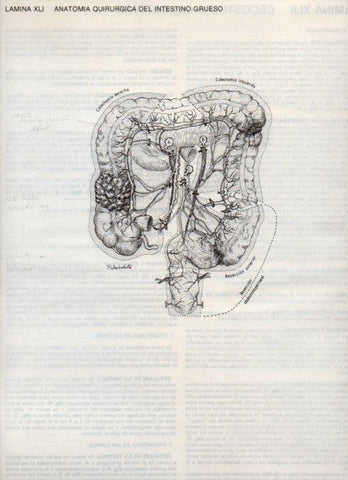 LAMINA V20102: Anatomia quirurgica del intestino grueso