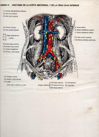 LAMINA V20065: Anatomia de la aorta abdominal y de la vena cava inferior