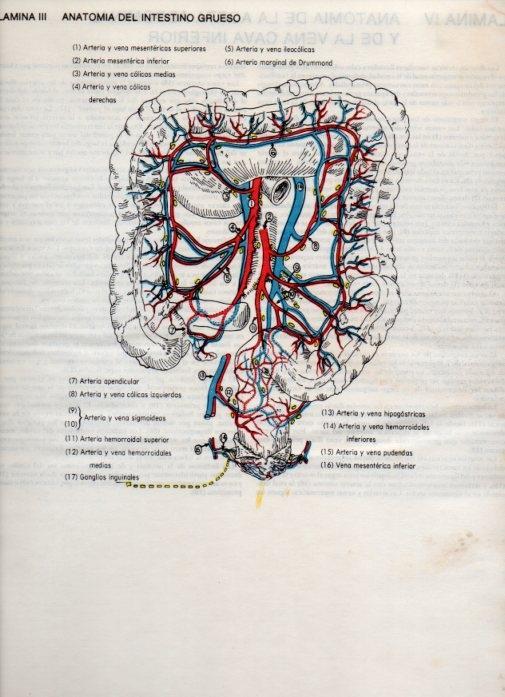 LAMINA V20064: Anatomia del intestino grueso