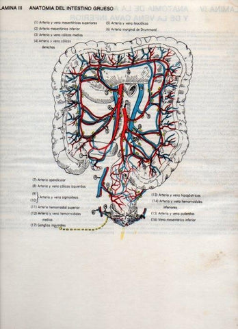 LAMINA V20064: Anatomia del intestino grueso