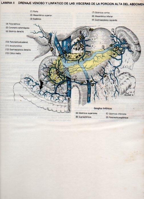 LAMINA V20063: Drenaje venoso y linfatico de las visceras de la porcion alta del abdomen