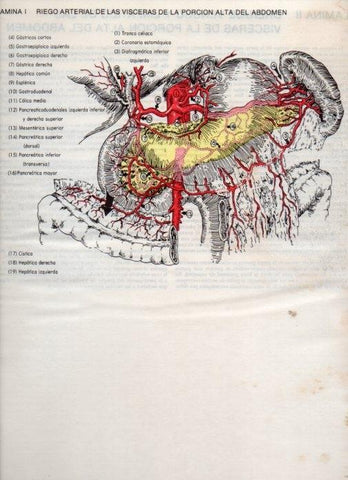 LAMINA V20062: Riego arterial de las visceras de la porcion alta del abdomen