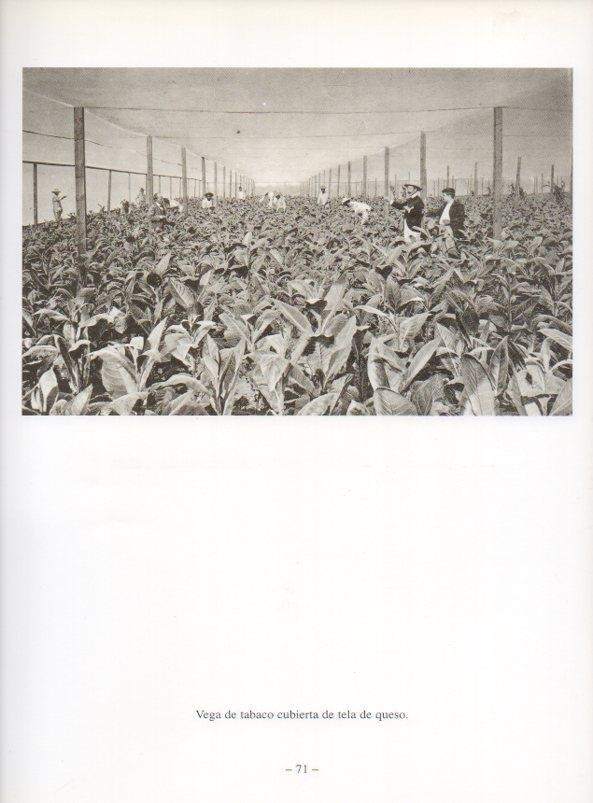 LAMINA V19916: Vega de tabaco cubierta en Cuba