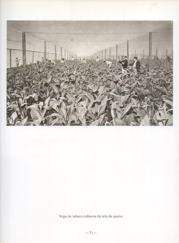 LAMINA V19916: Vega de tabaco cubierta en Cuba