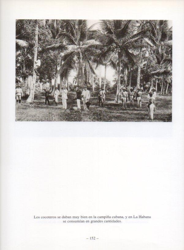 LAMINA V19956: La Habana. Plantacion de cocoteros