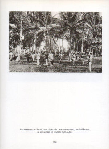 LAMINA V19956: La Habana. Plantacion de cocoteros