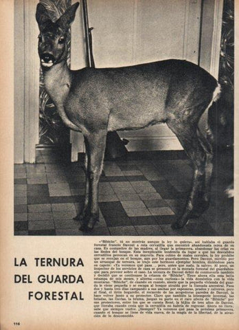 LAMINA V21458: Cervatilla Bibiche