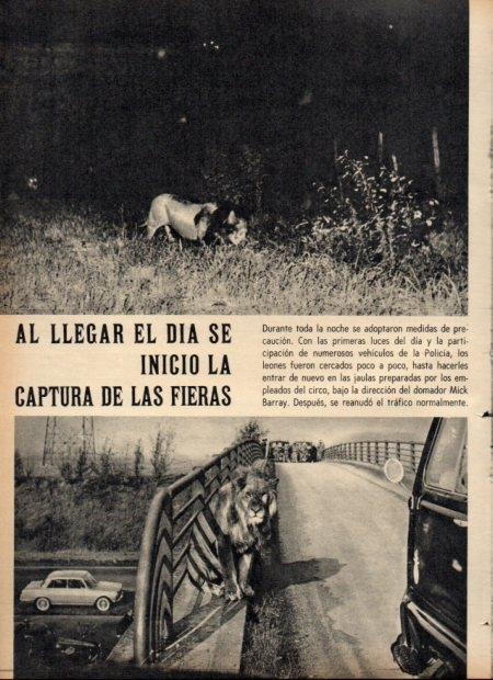 LAMINA V21152: Captura de leones del circo Rancy en carretera de Francia