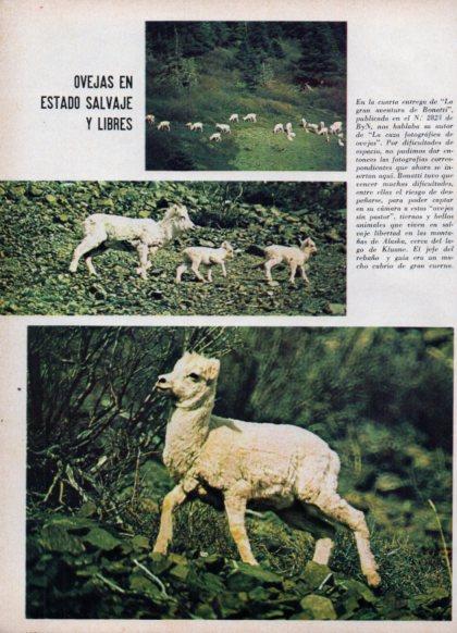 LAMINA V24882: Ovejas salvajes en Alaska