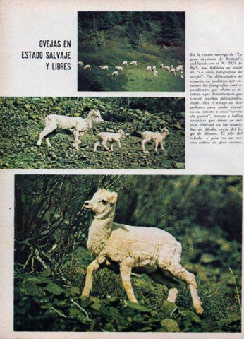 LAMINA V24882: Ovejas salvajes en Alaska
