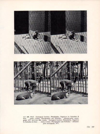 LAMINA V24329: Wolf Zoological Gardens 1875