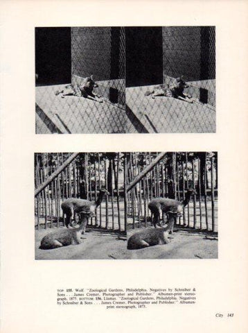 LAMINA V24329: Wolf Zoological Gardens 1875